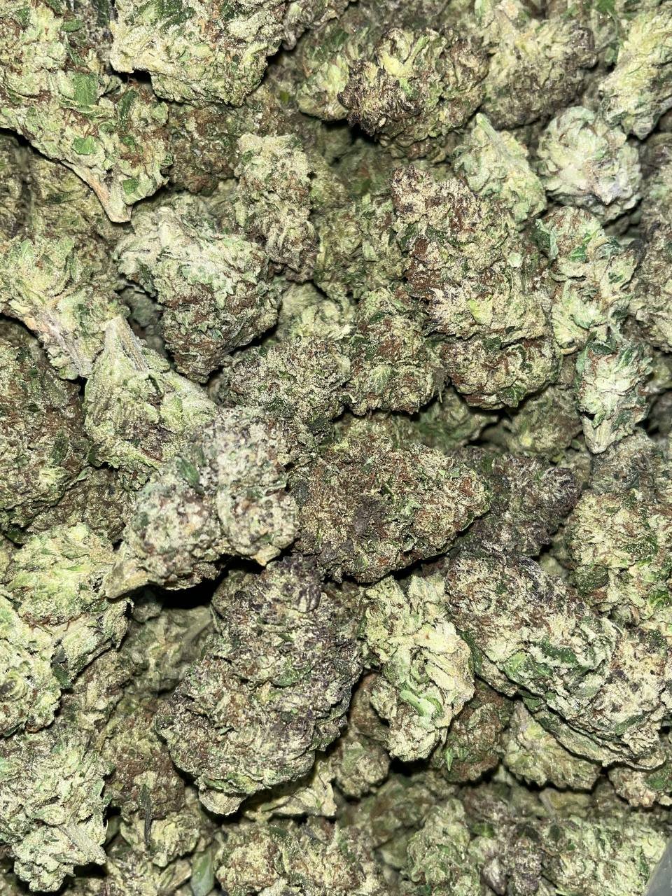 Buy Biscotti THCA