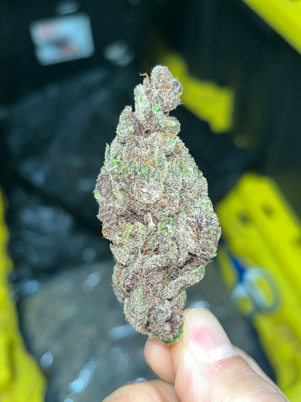 Gorilla Skunk Indoor THCA