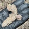Granimals EXOTIC THCA Flower offers rich, sweet flavors and a potent, relaxing high. High THCA content, perfect for wholesale buyers. Order in bulk now!