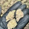 Jelly Donut EXOTIC THCA Flower - Sweet & Potent for Wholesale