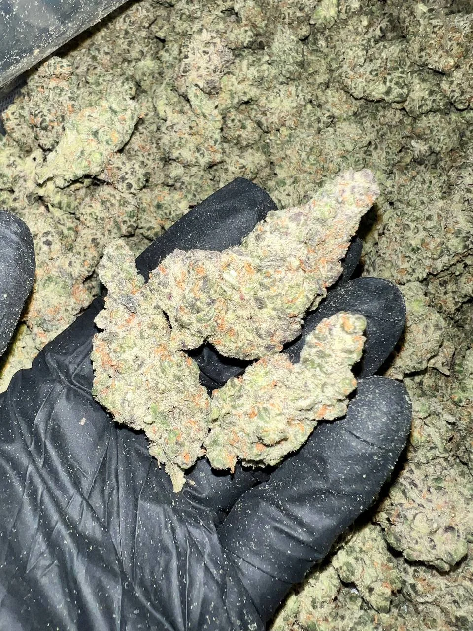 Obi Wan Exotic THCa Flower 1 Obi Wan Exotic THCA Flower Wholesale