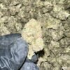 Runtz Indoor THCA