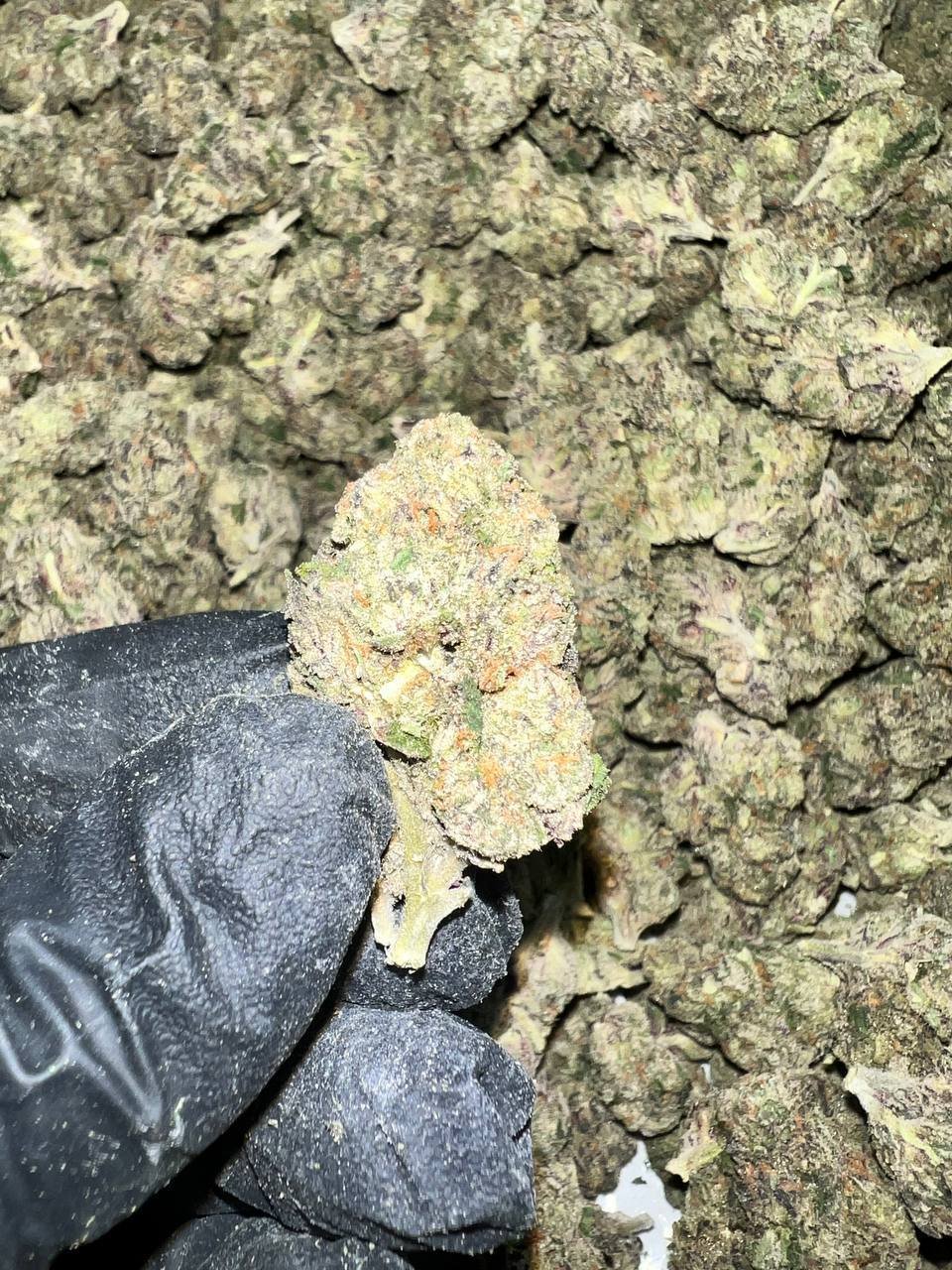 Runtz Indoor THCA