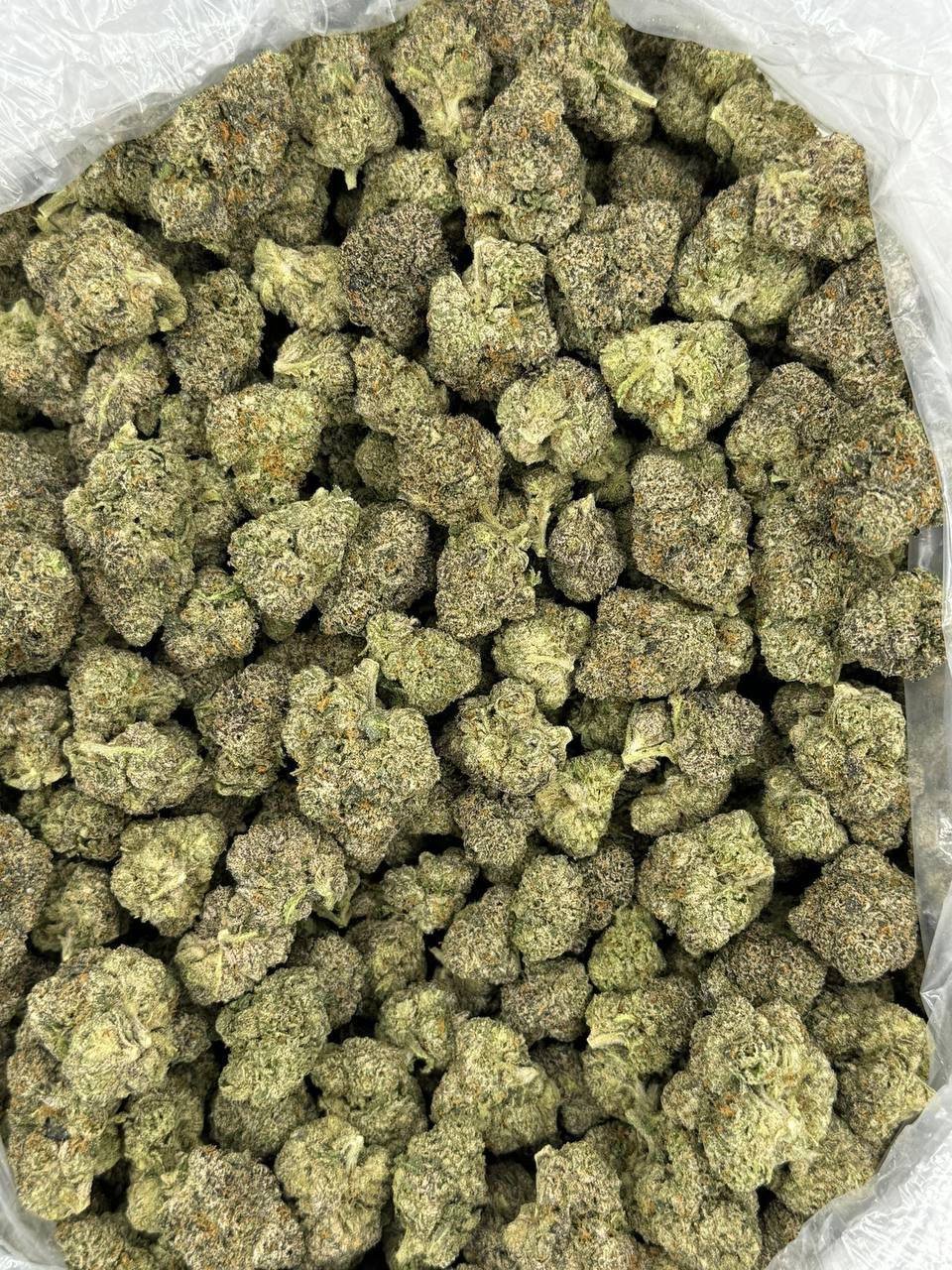 Candy Bolo THCa
