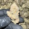 Get exotic Carbon Fiber THCa Flower in bulk. Premium, Oregon-grown, and rigorously third-party tested for wholesale buyers.