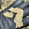 Buy Citrus Blast THCa Flower in bulk. Premium quality, Oregon-grown, and rigorously tested for purity and potency.