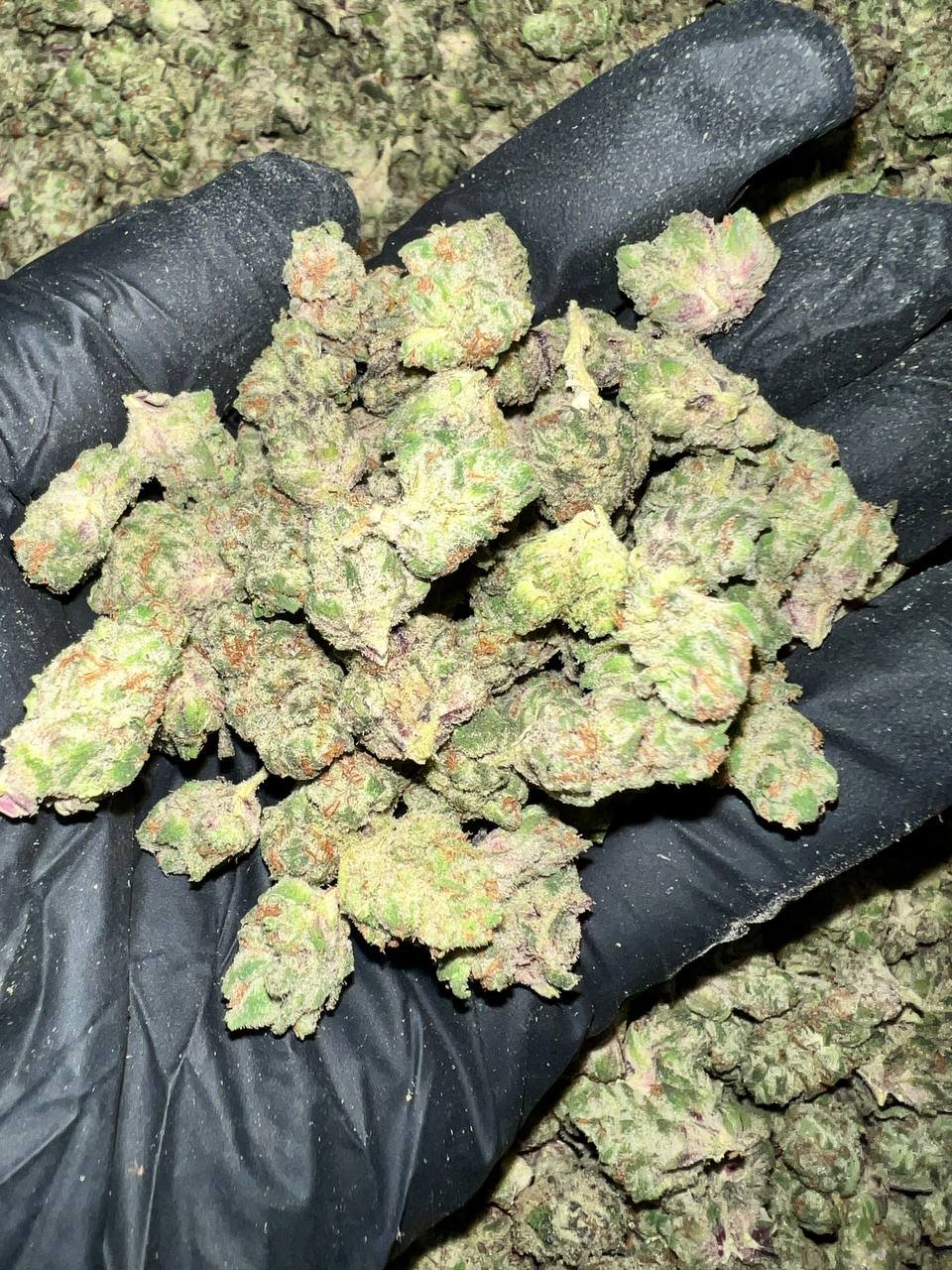Double Stuff THCa Flower - Closeup of High-THCa Cannabis Buds
