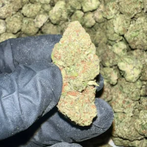 Jelly Zonuts THCA Flower Bulk Wholesale