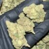 Papaya Bomb Exotic THCa Flower - Buy Wholesale THCa Flower Online
