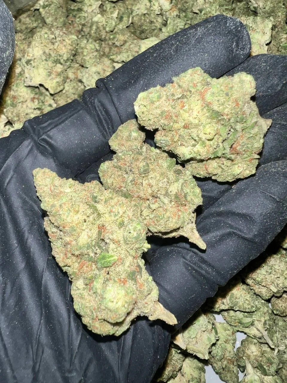 Papaya Bomb THCa Flower 1 Papaya Bomb THCa Flower
